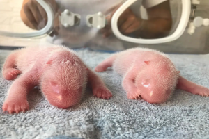 Ursos pandas gêmeos