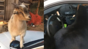 Cabras invadem viatura policial