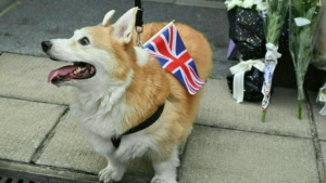 cachorro corgi preço
