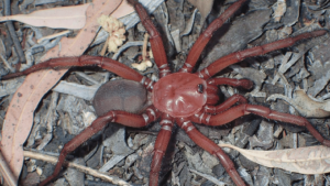 nova espécie aranha Austrália
