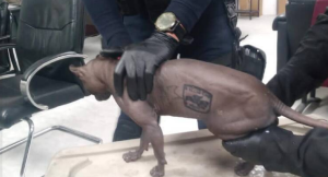 Gato tatuado