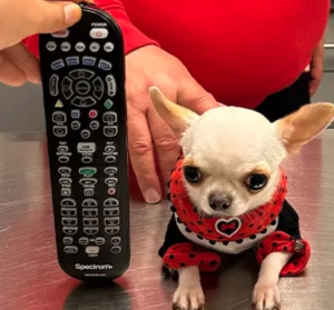 Menor cachorro do mundo