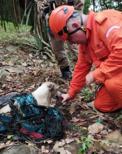 Cachorro cai de penhasco no Ceará e é resgatado de rapel 