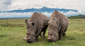 Saiba como rinoceronte ‘extinto’ pode ser salvo pela ciência