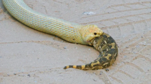 Cobra é comida viva por outra serpente; vejas as imagens!