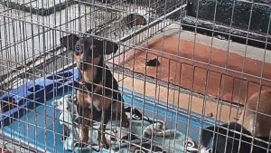 Vídeo de cadela sendo abandonada em Bertioga choca